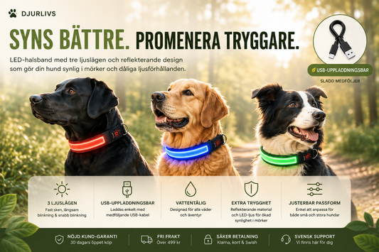 LED hundhalsband – USB-uppladdningsbart & reflekterande